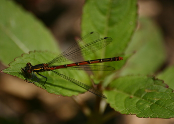 Frühe Adonislibelle (Pyrrhosoma nymphula) - © Emanuel Trummer